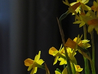 65857CrLeReUsm - The Daffodils given to use by our back kitty-corner neighbour   Each New Day A Miracle  [  Understanding the Bible   |   Poetry   |   Story  ]- by Pete Rhebergen